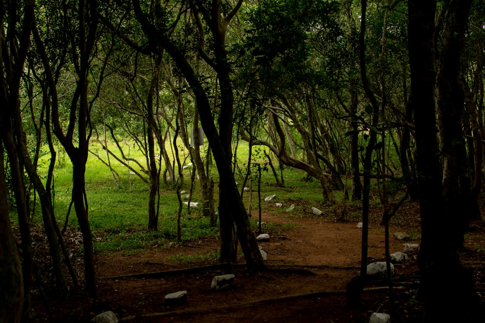 green trees on brown field during daytime