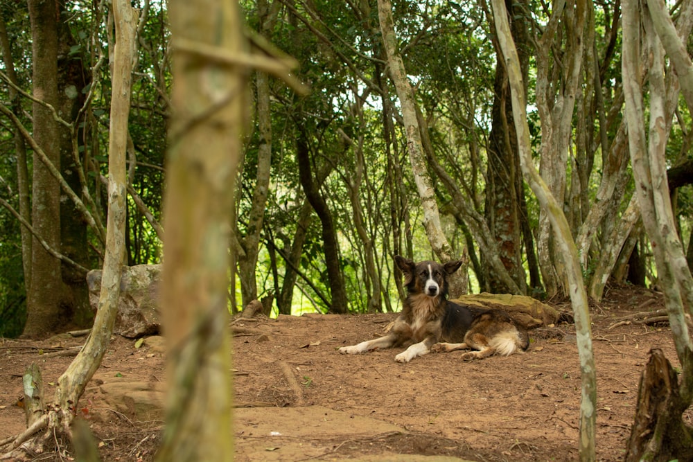 brown and black german shepherd lying on ground surrounded by trees during daytime