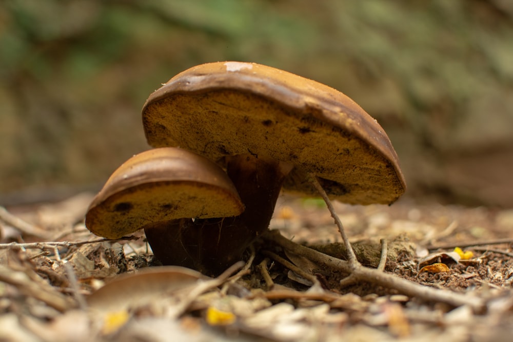 brown mushroom in tilt shift lens