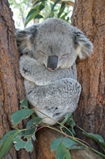 koala bear on brown tree