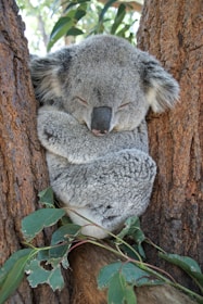 koala bear on brown tree
