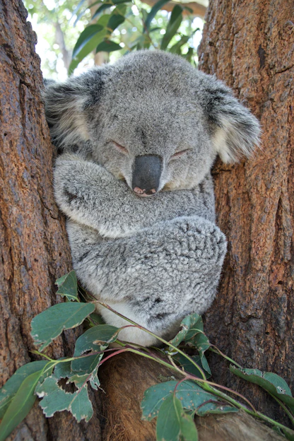 koala bear on brown tree_timenowonline