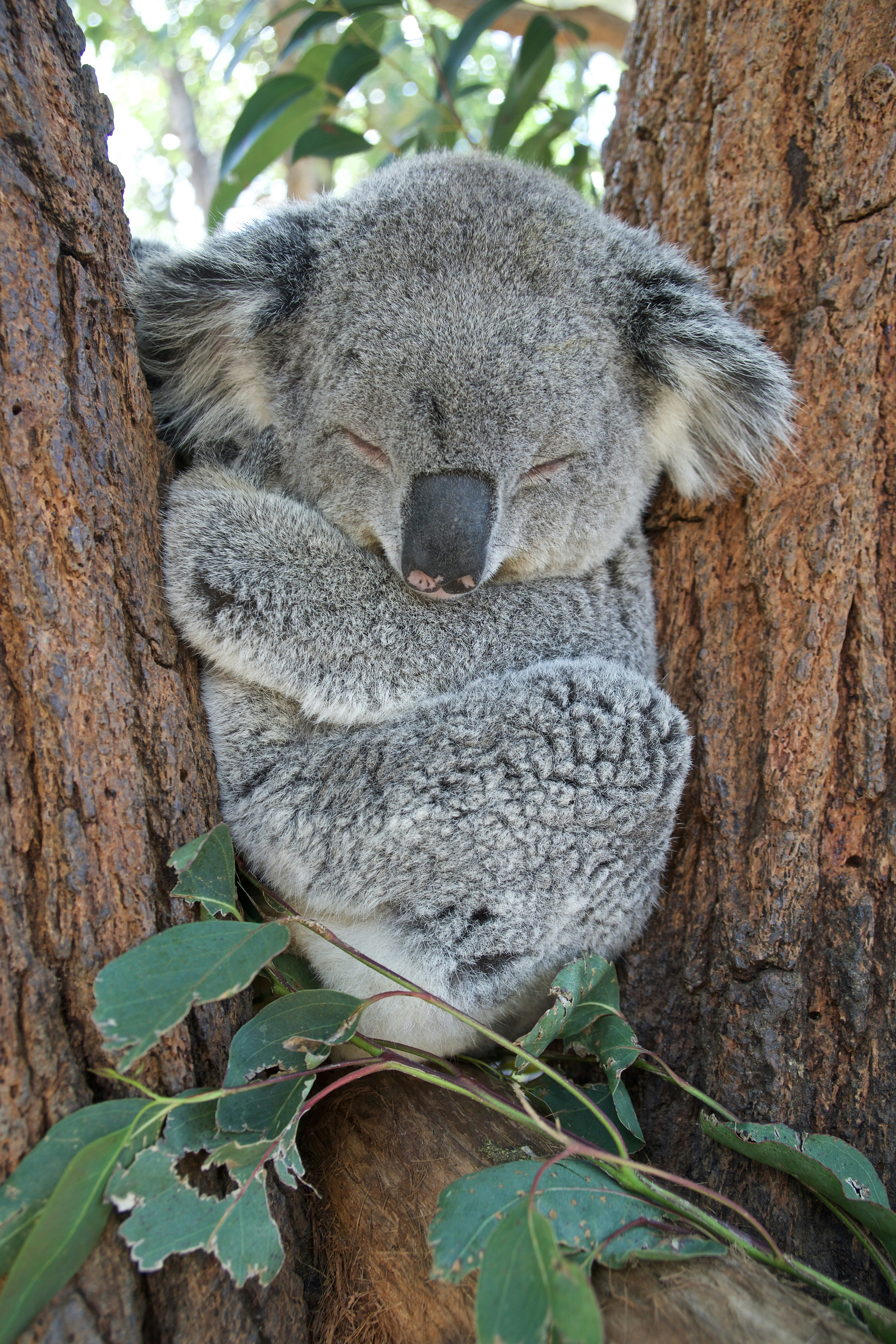 Cute Wallpaper Koala gambar ke 13