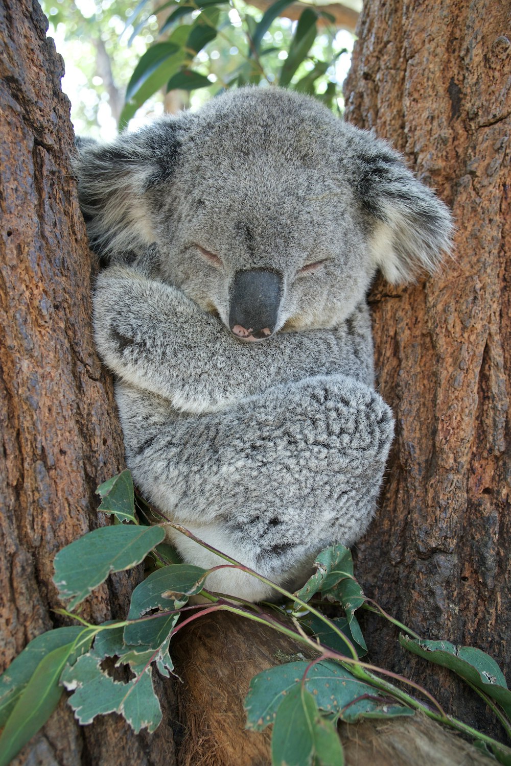 Oso koala en árbol marrón