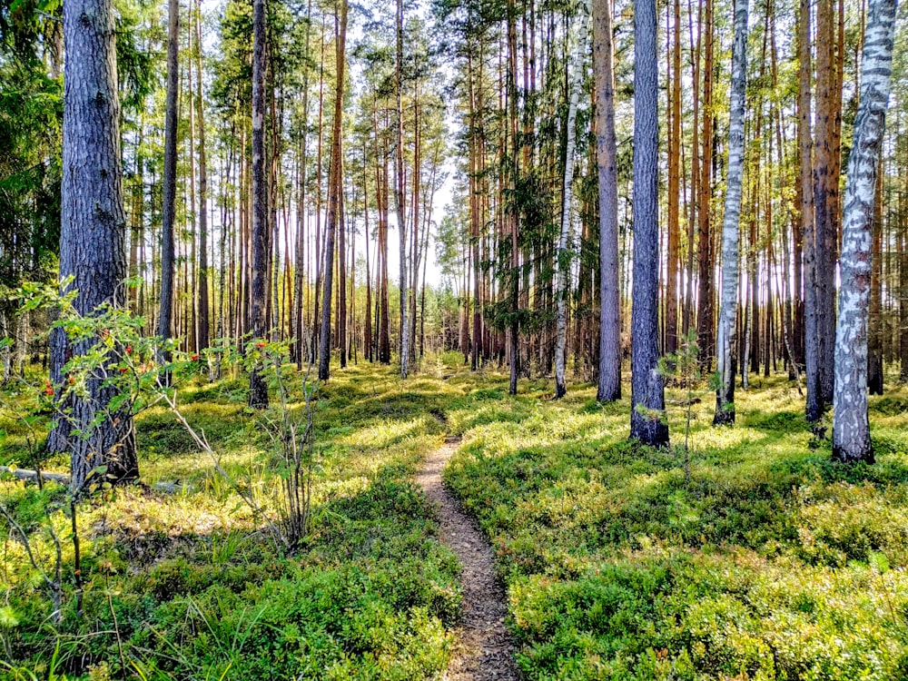 erba verde e alberi durante il giorno