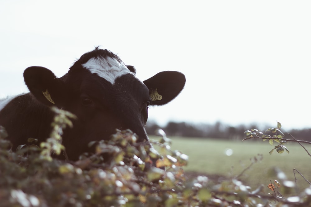 black and white cow eating yellow flowers