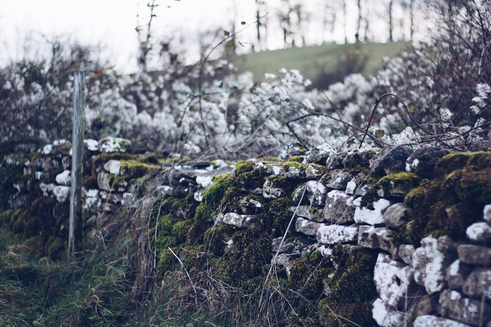 green moss on gray rock