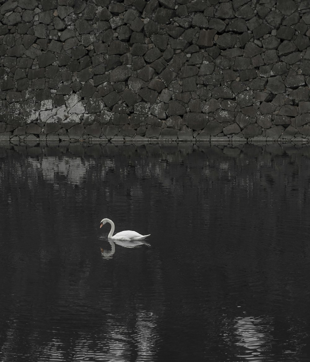 white swan on water during daytime