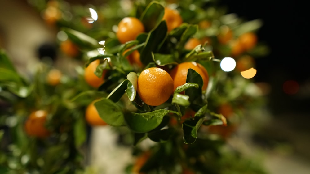 orangefarbene Früchte auf grünen Blättern
