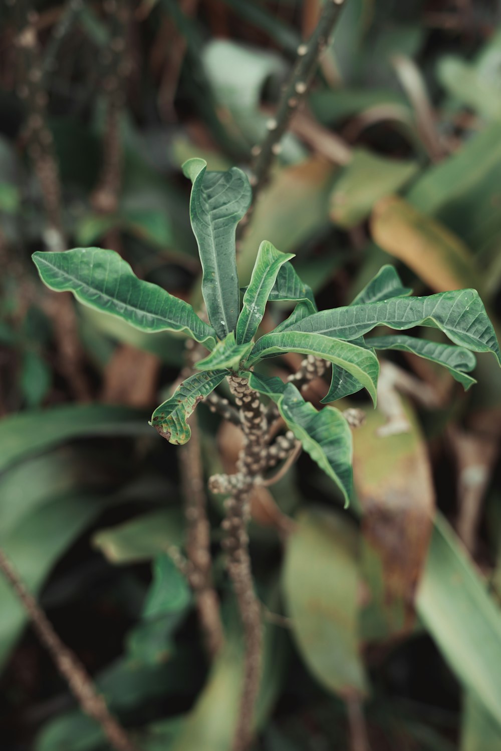 green leaf plant in close up photography