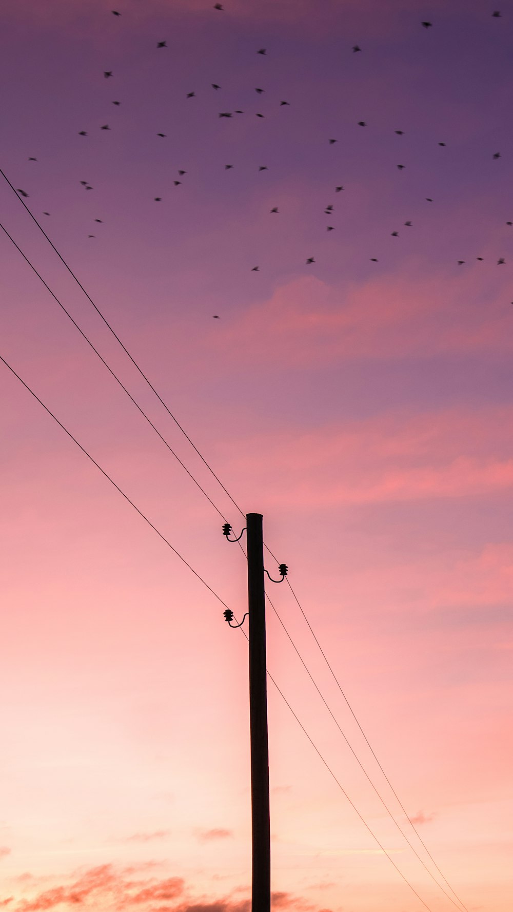 Vogelschwarm fliegt über den Strommast