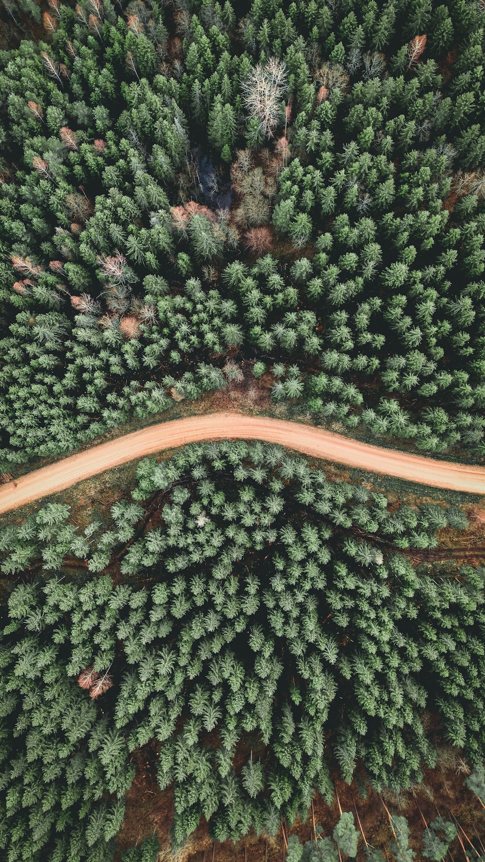 aerial view of green trees