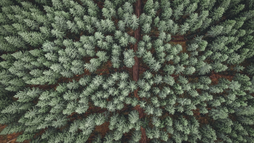 green and brown pine tree