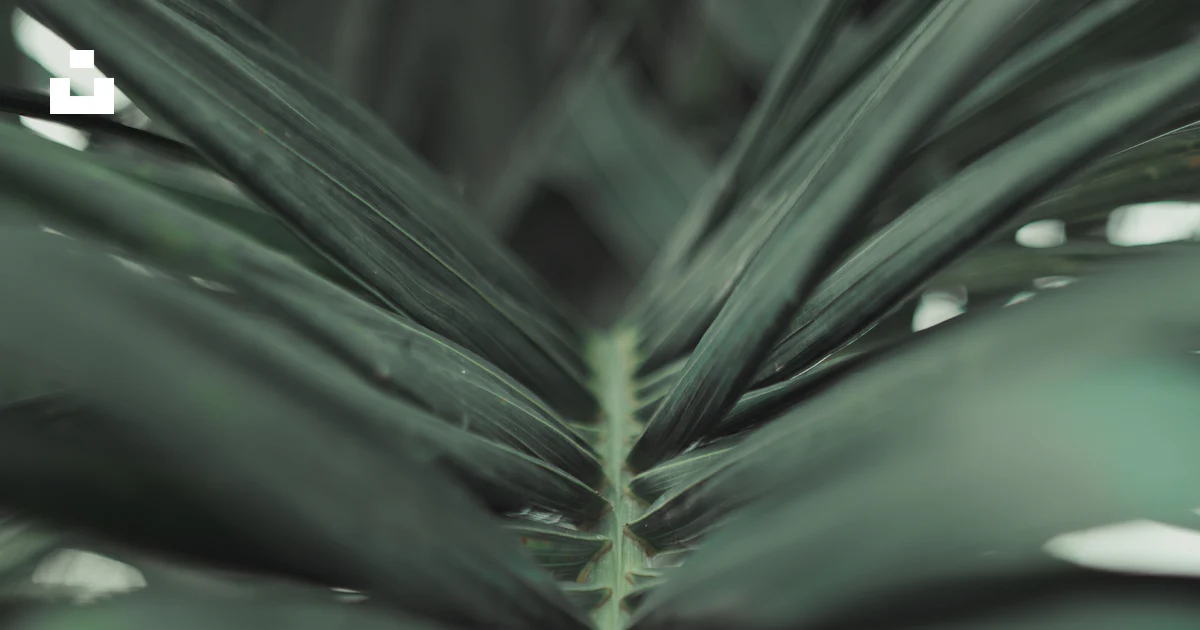 Green leaf plant in close up photography photo – Free Bahamas Image on ...
