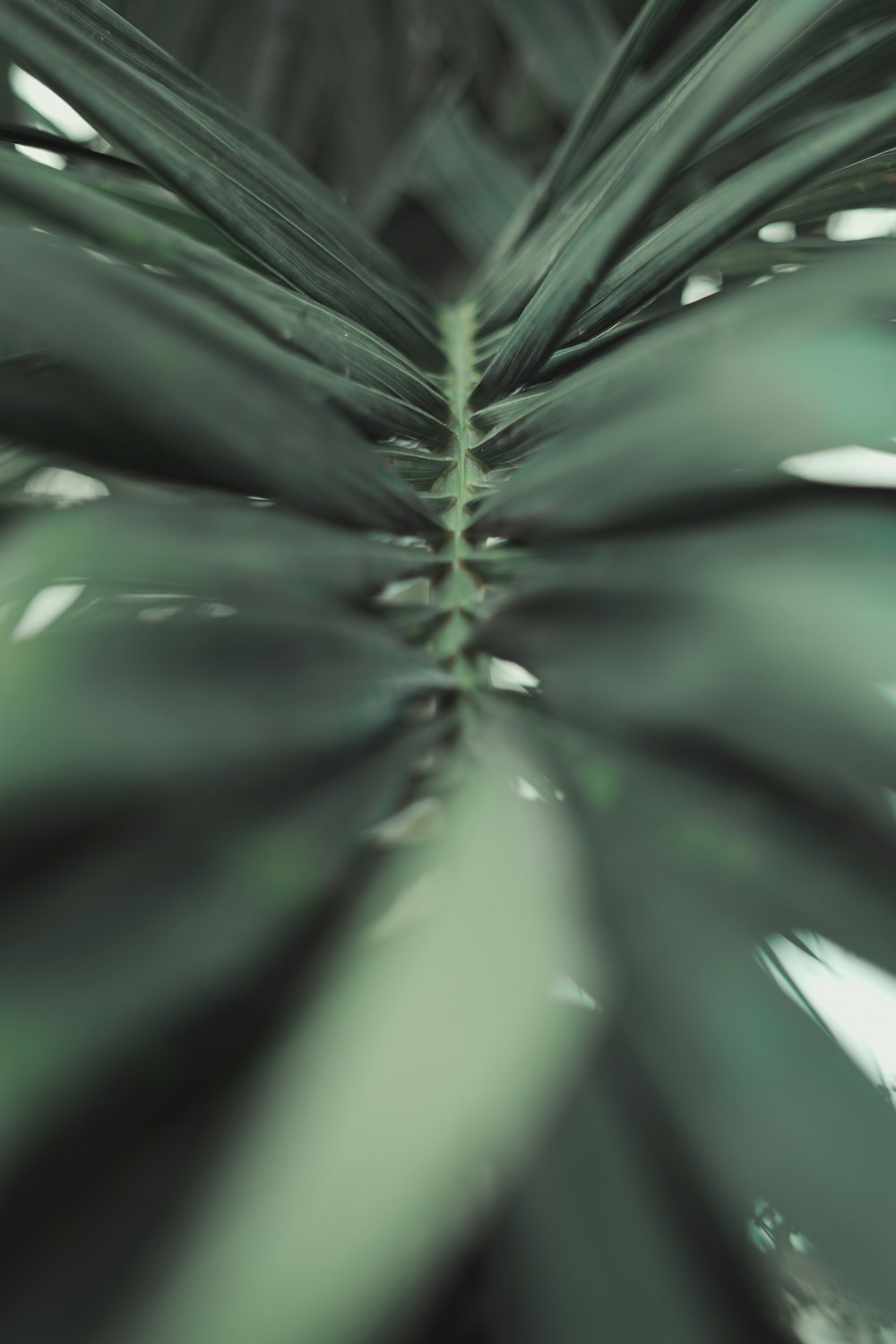 green leaf plant in close up photography