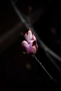 Delicate pink flower bud opening in soft light.
