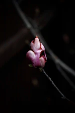 Delicate pink flower bud opening in soft light.