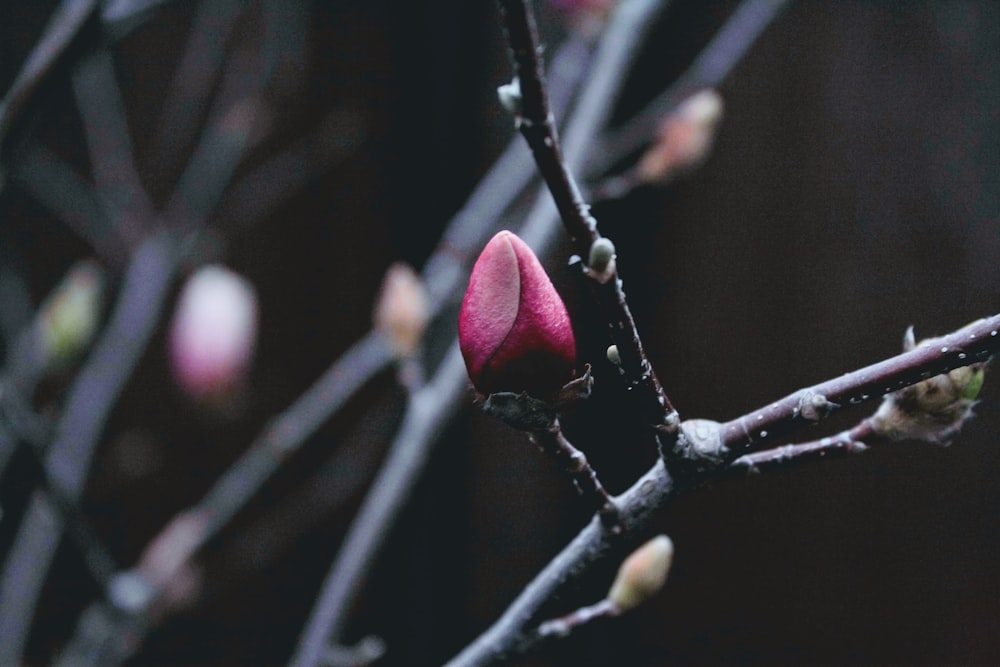 fruits rouges sur branche d’arbre brune