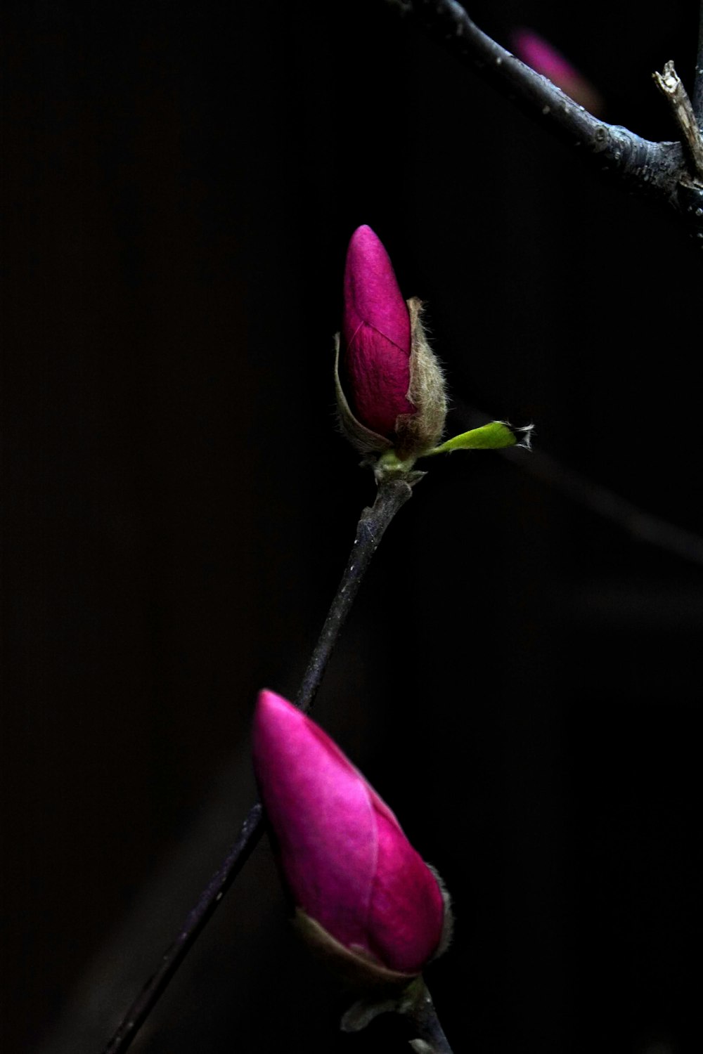 purple flower bud in close up photography