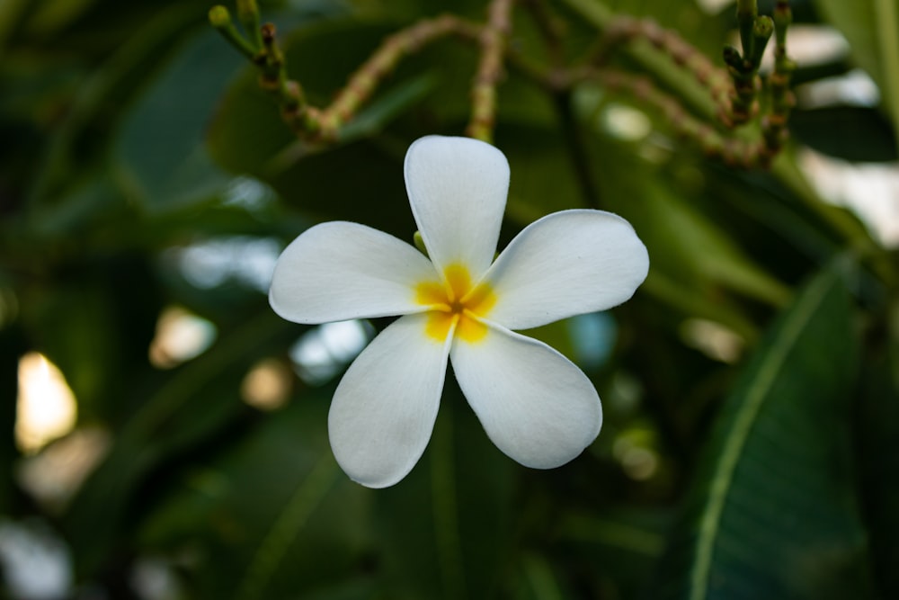 white and yellow flower in macro shot