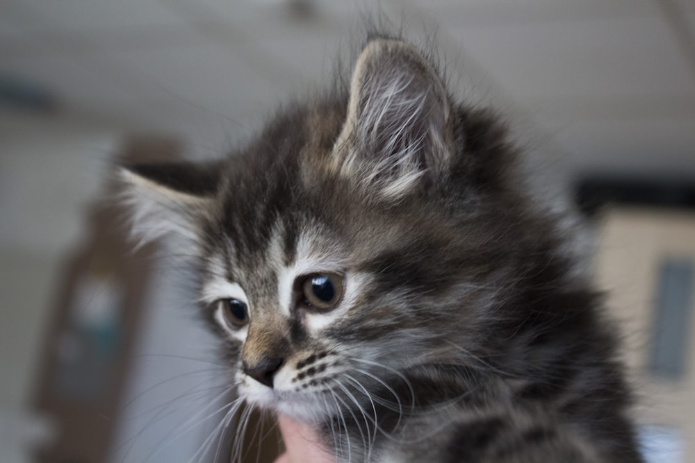 brown tabby kitten on persons hand