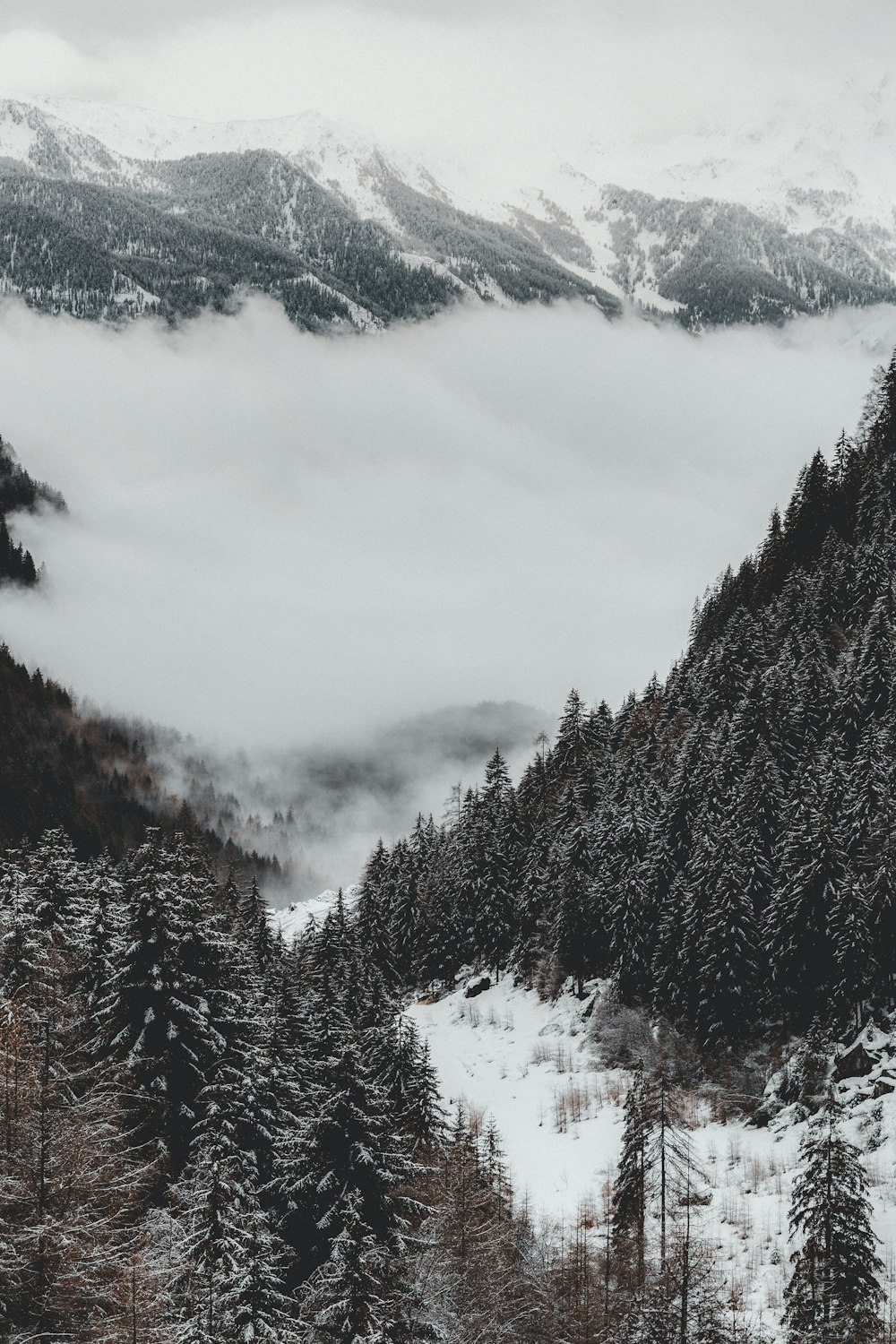 green and brown trees on snow covered ground