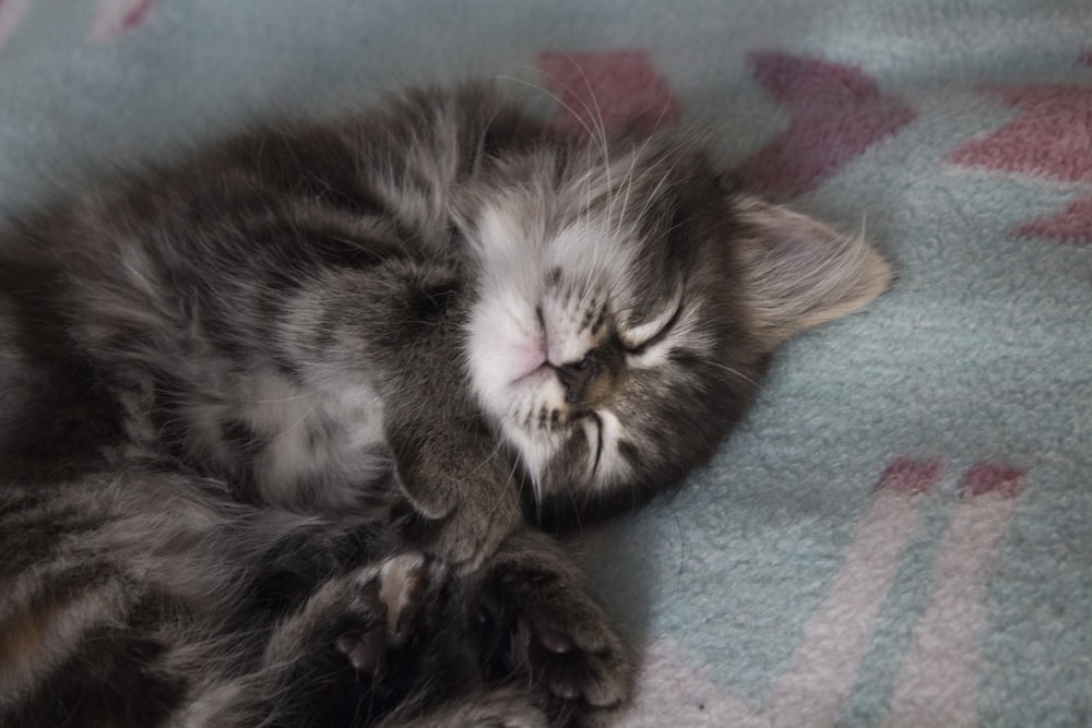 brown tabby kitten lying on pink and green textile