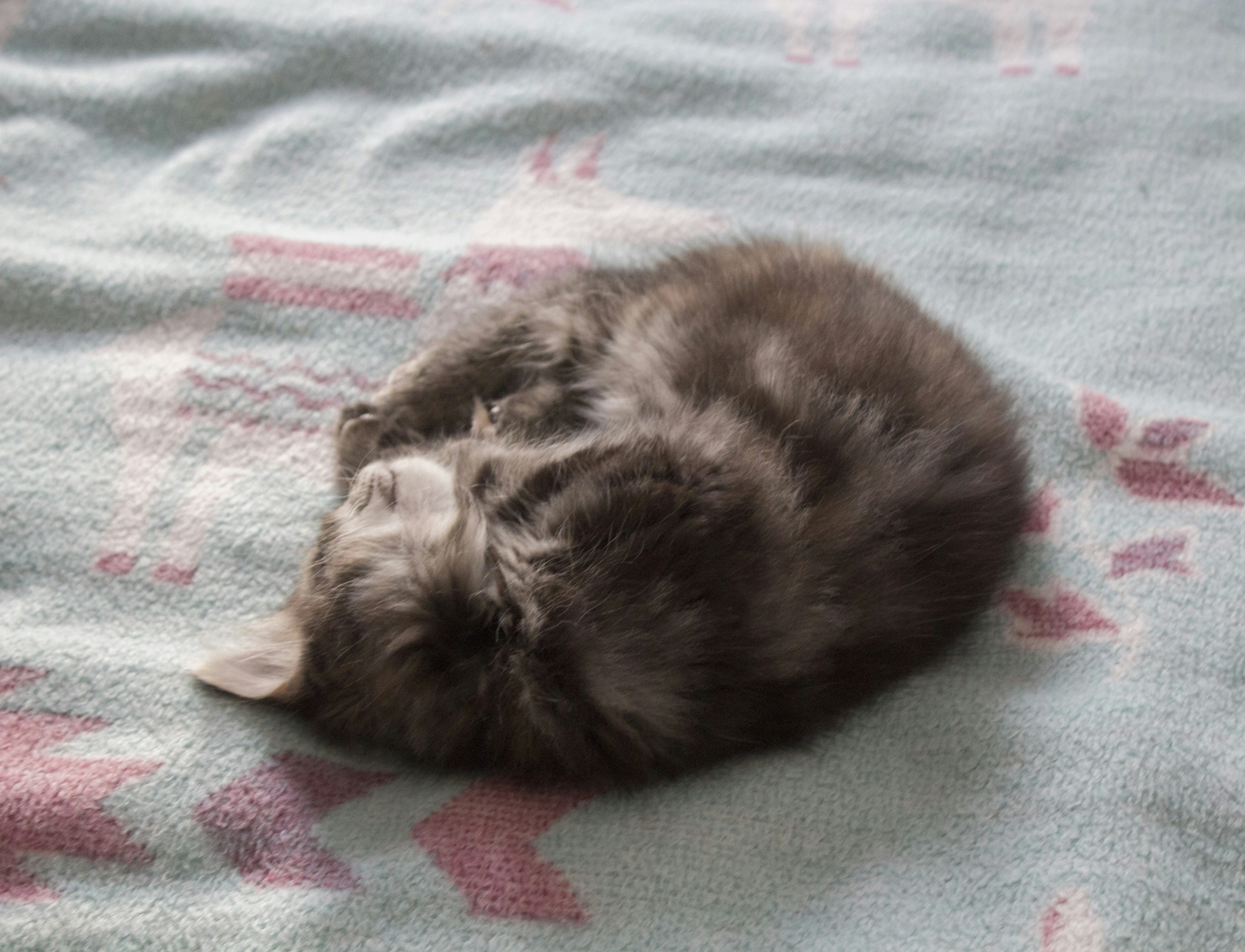 black and brown cat lying on blue and pink textile