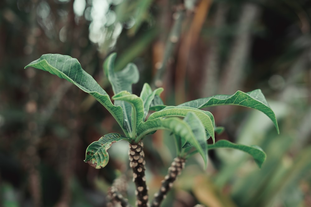 green plant in tilt shift lens