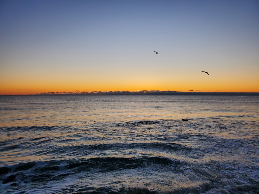 a couple of birds flying over a body of water