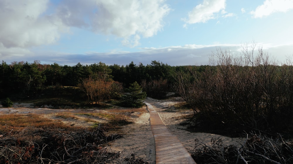 brown wooden pathway between green trees under blue sky during daytime