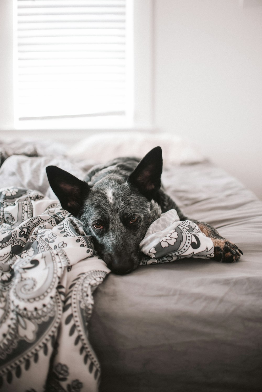 black and white short coated dog lying on bed