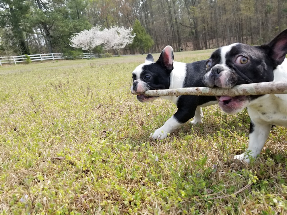 black and white french bulldog on green grass field during daytime