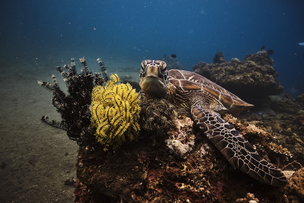 a turtle sitting on top of a coral reef
