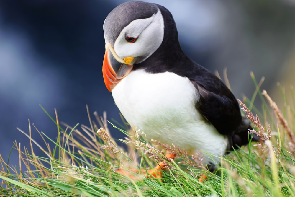 black and white bird on green grass