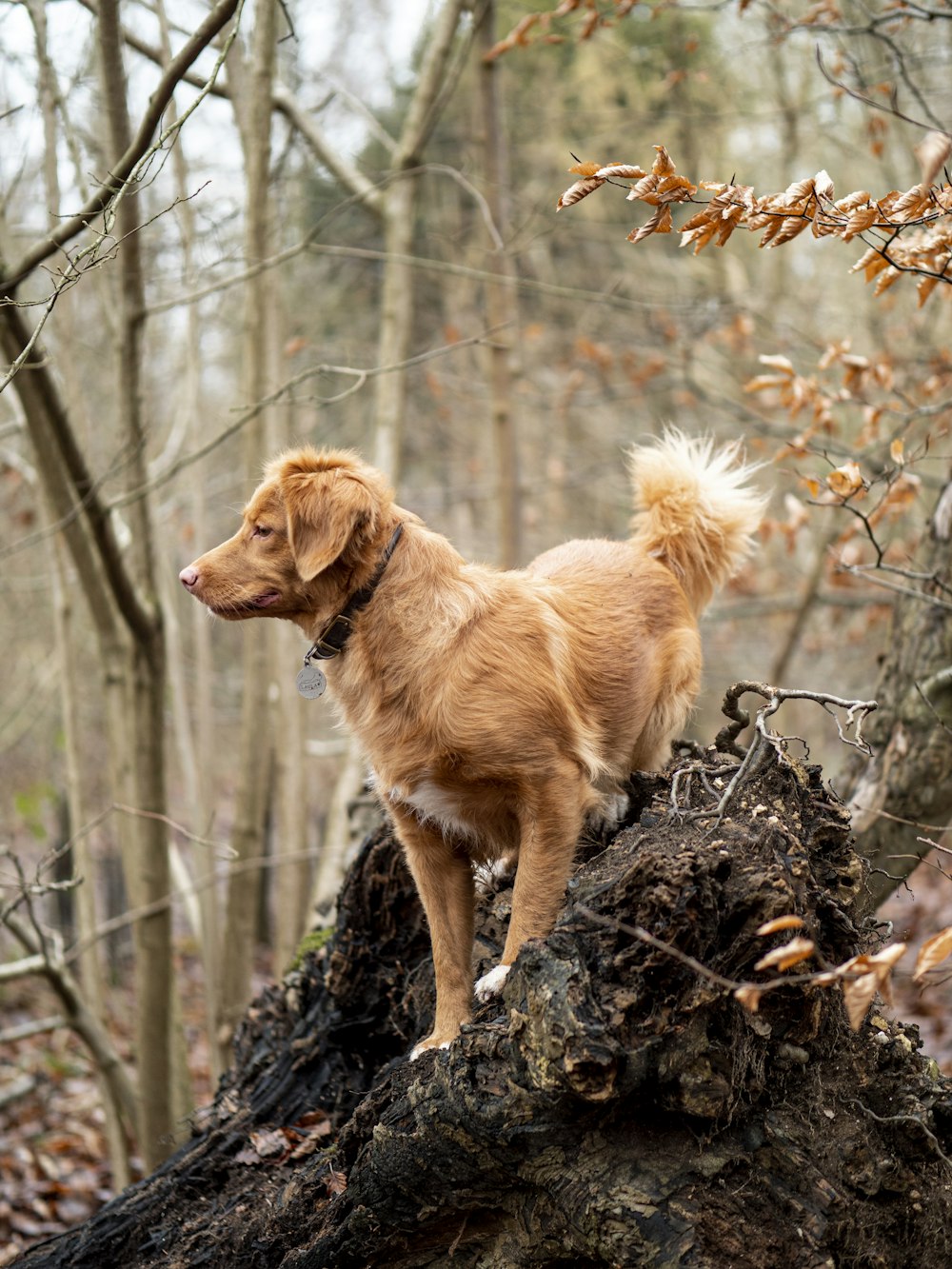 brauner mittelgroßer Hund mit kurzem Fell auf braunem Baumstamm während des Tages