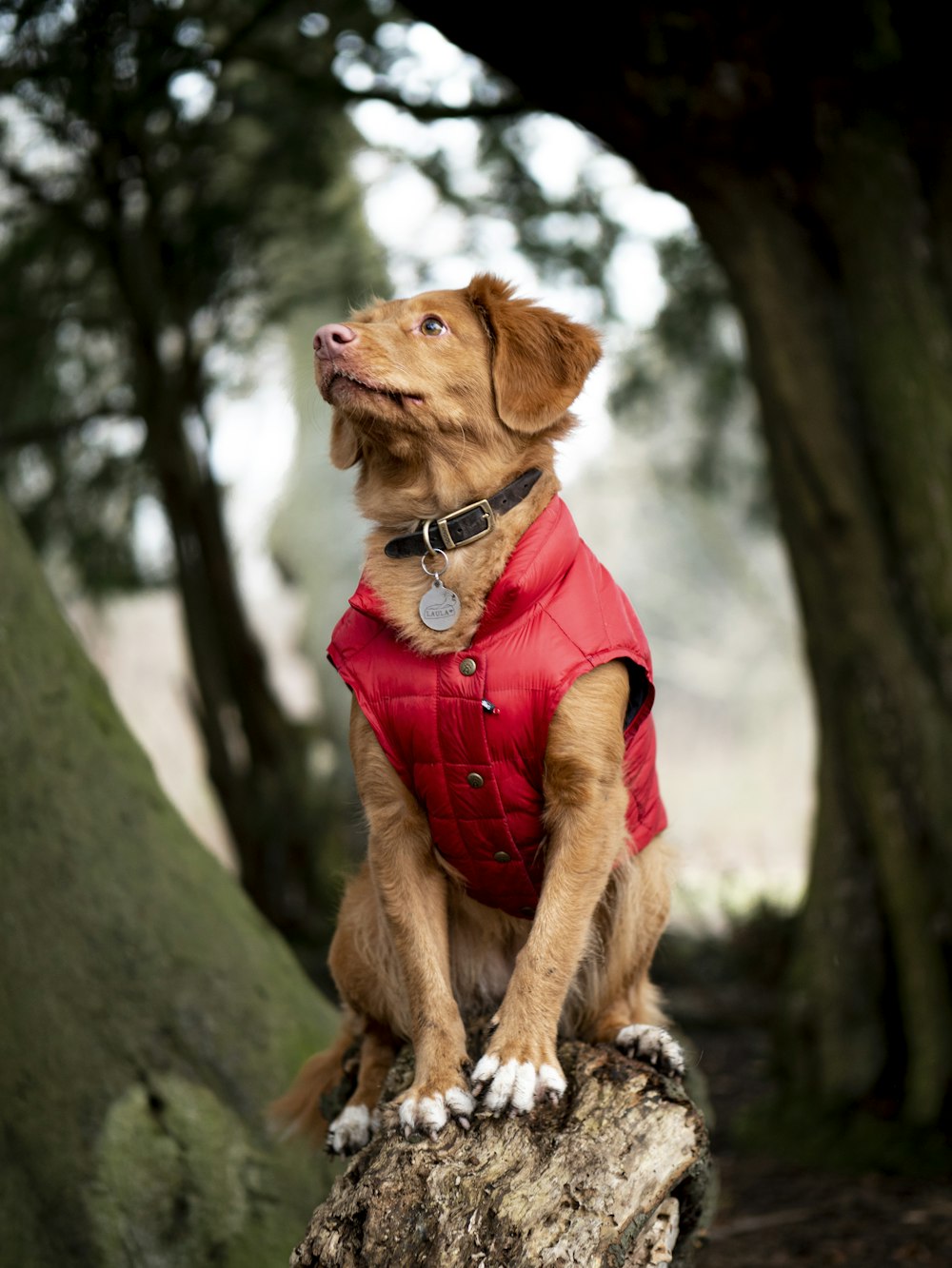a brown dog wearing a red jacket sitting on a tree stump