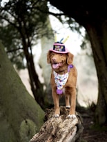 dogAdvisor | dogadvisor | dog advisor | dogAdvisor.dog