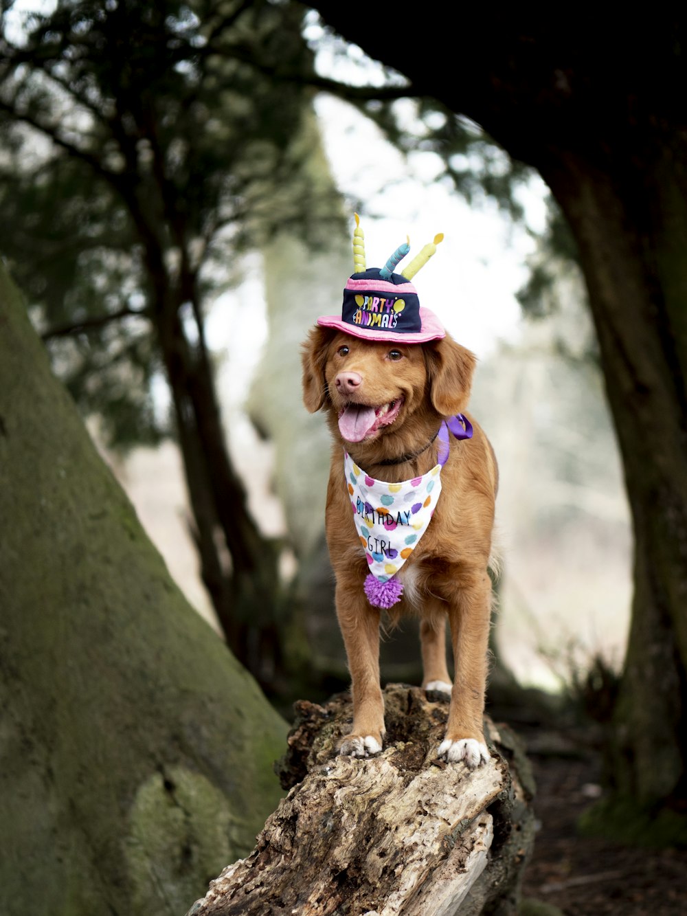 brown short coated dog wearing green and yellow hat