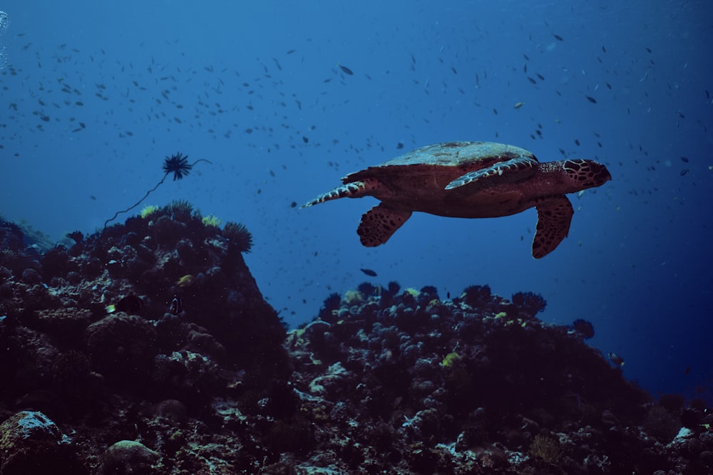 Braune und schwarze Schildkröte unter Wasser
