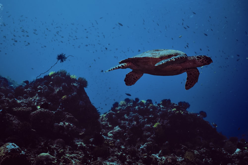 brown and black turtle under water