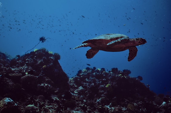 A sea turtle swimming gracefully in a deep blue ocean, surrounded by a vibrant coral reef. Numerous small fish are scattered throughout the water, creating a lively underwater scene. Light filters through the water, illuminating the coral and marine life.