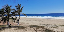 A serene beach scene with a clear blue sky and gentle waves crashing on the sandy shore. Two tall palm trees with lush green fronds stand prominently on the left side, providing a tropical feel.