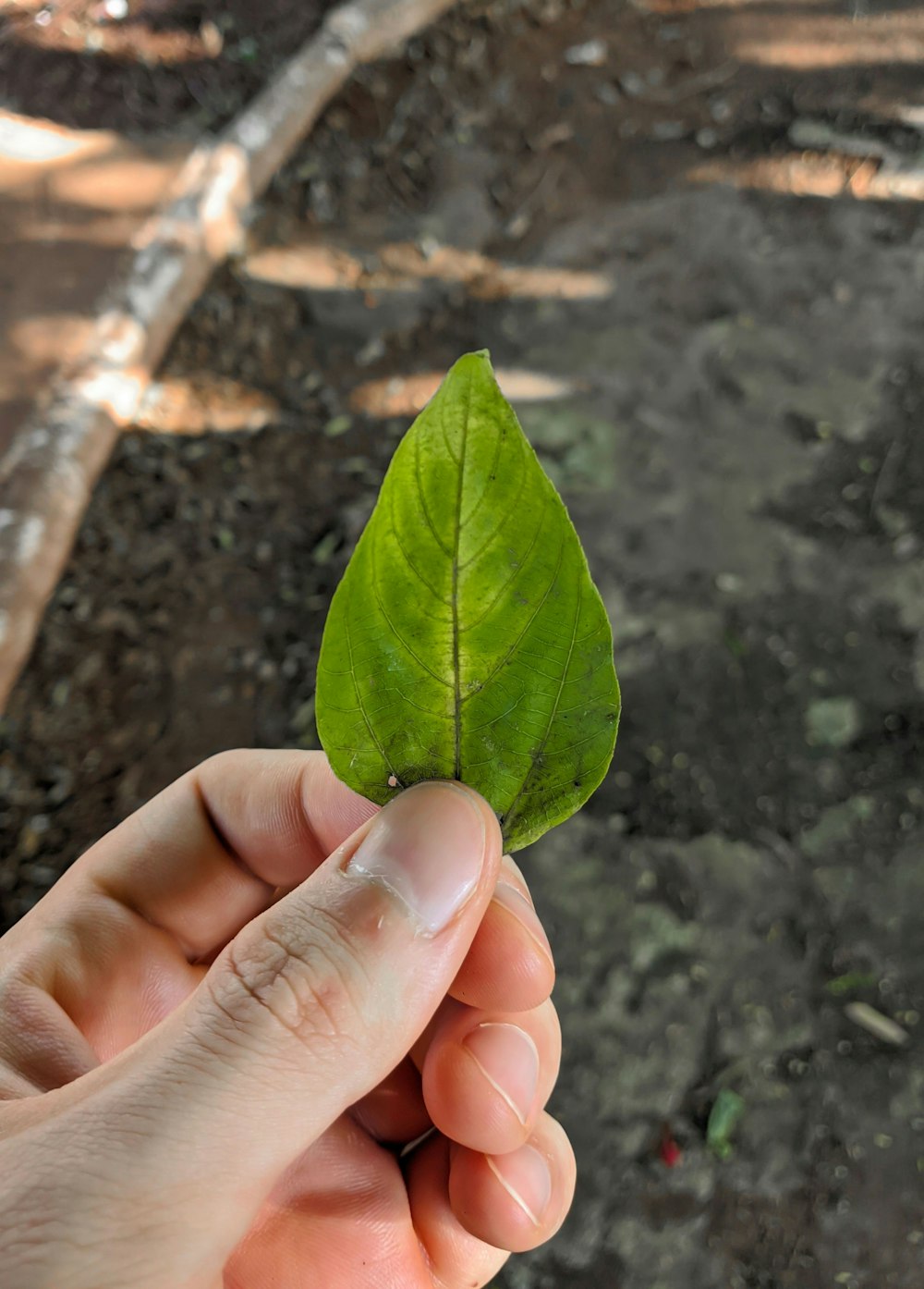 person holding green leaf during daytime