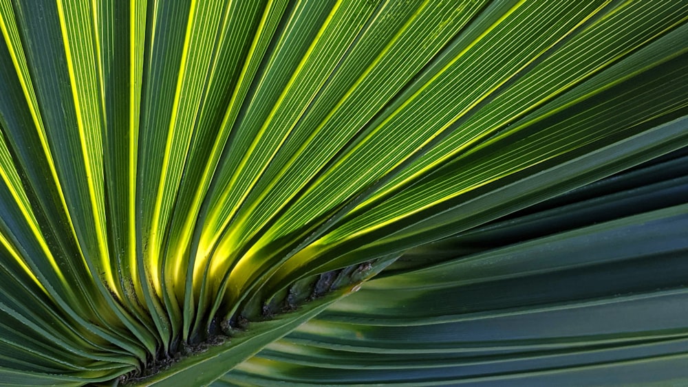 green leaf in close up photography