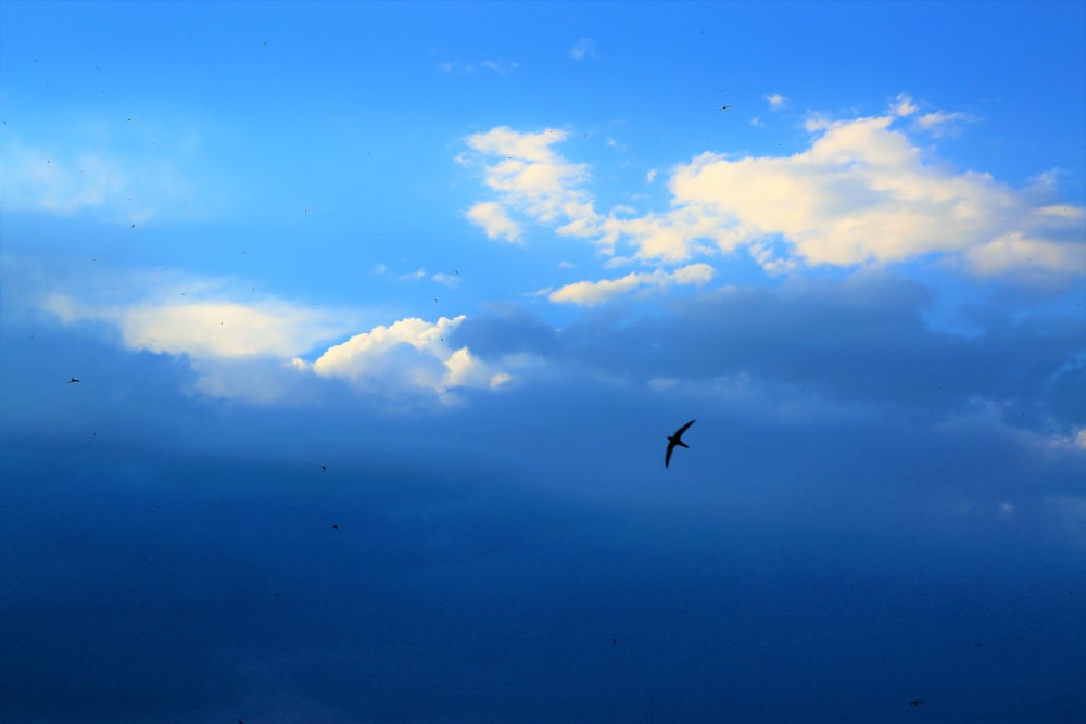 bird flying over the clouds during daytime
