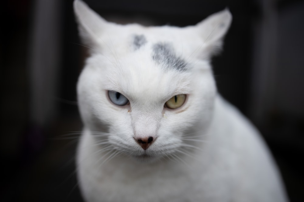 weiße Katze mit schwarzen Augen