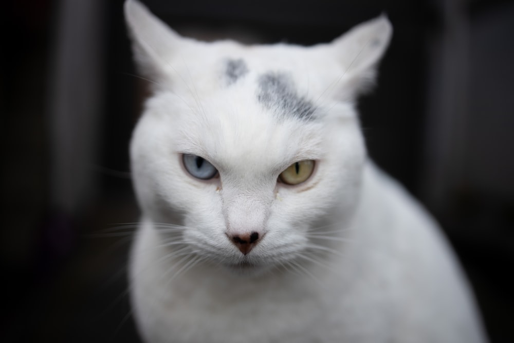 white cat with black eyes