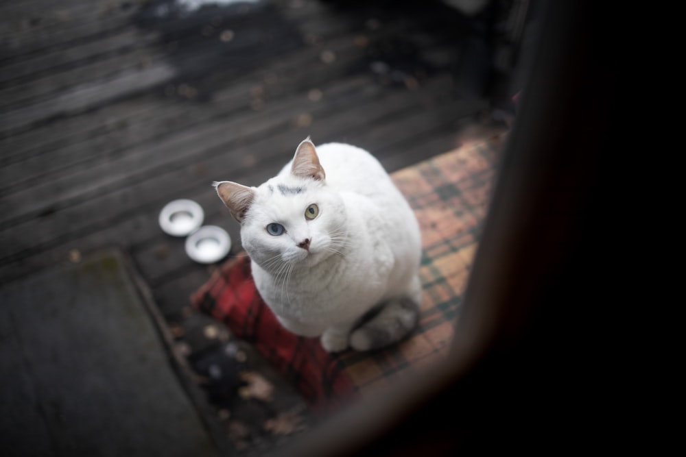 white cat sitting on brown wooden bench