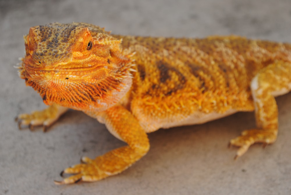 brown and black lizard on gray concrete floor